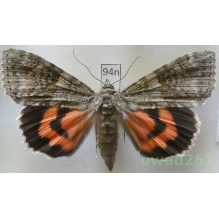 Catocala nupta (Linnaeus, 1767) Czech94n